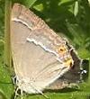 Purple hairstreak (Quercusia quercus)